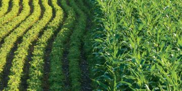 الذرة وفول الصويا