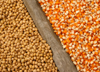 الذرة وفول الصويا