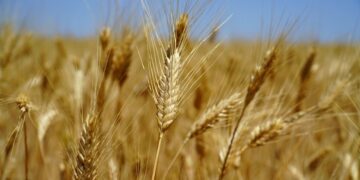 القمح