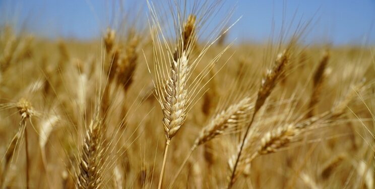 القمح