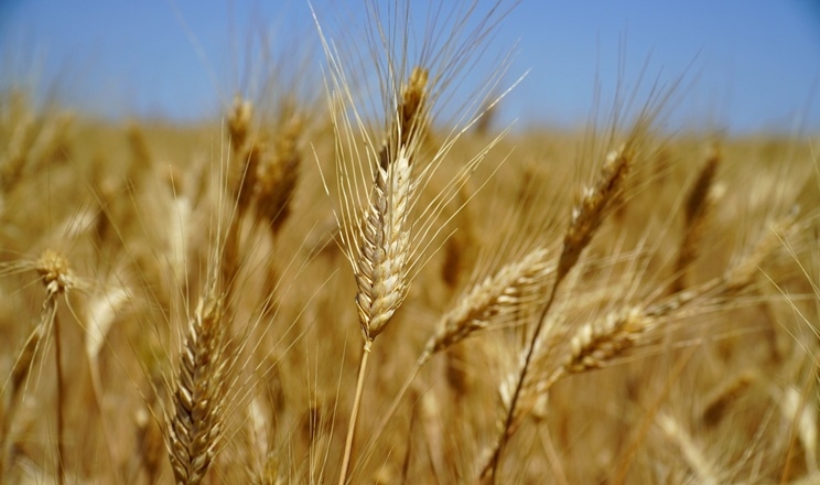 القمح