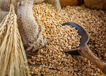 العقود الآجلة للقمح