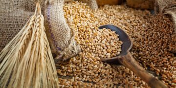 العقود الآجلة للقمح