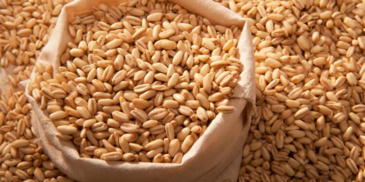 القمح الروسي
