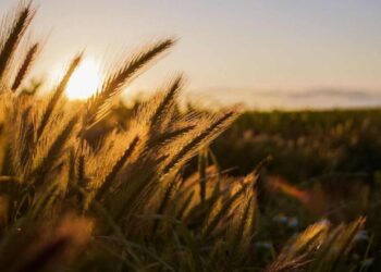 القمح الروسي