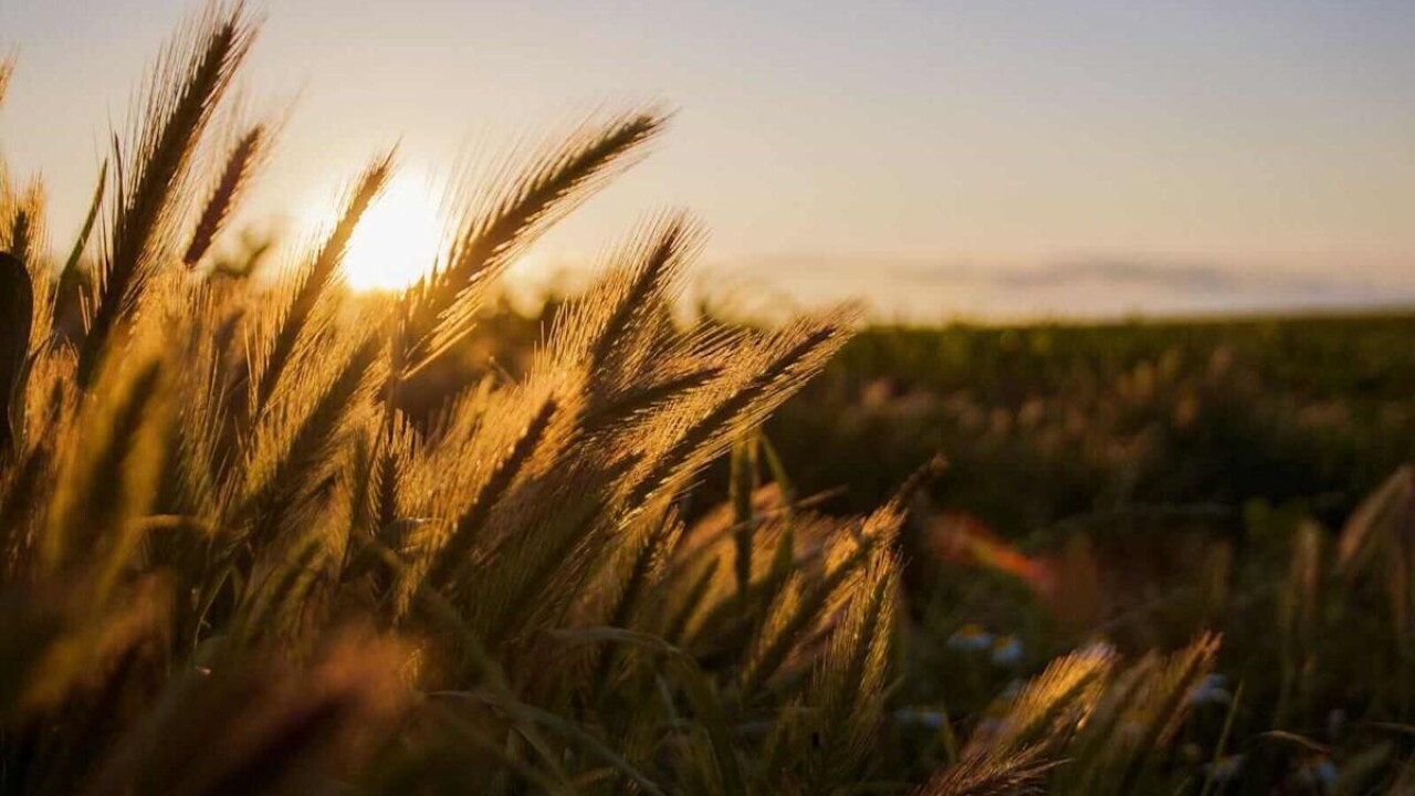 القمح الروسي