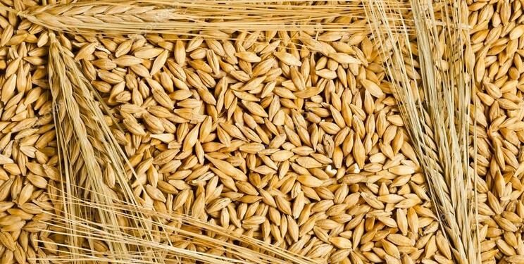 القمح