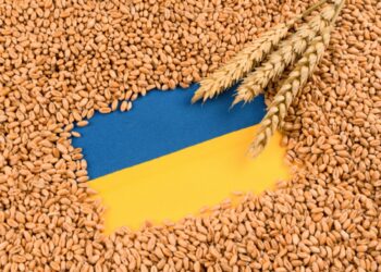 القمح الأوكراني