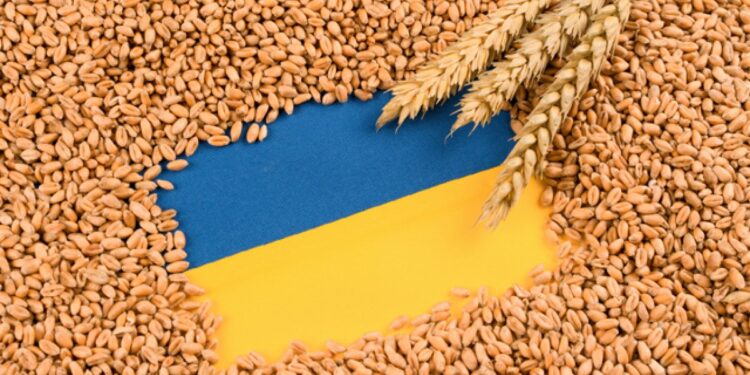 القمح الأوكراني