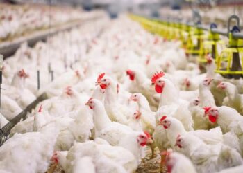 دجاج التسمين