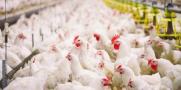 دجاج التسمين