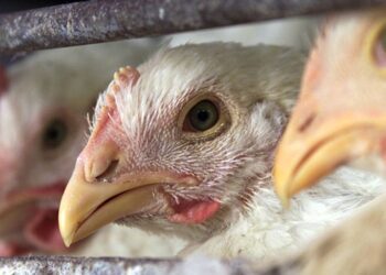 إنفلونزا الطيور