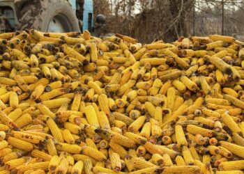 تصدير الذرة