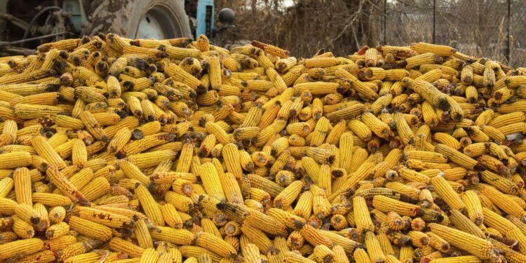 تصدير الذرة