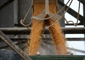 أسعار الذرة