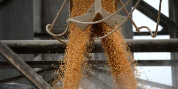 أسعار الذرة