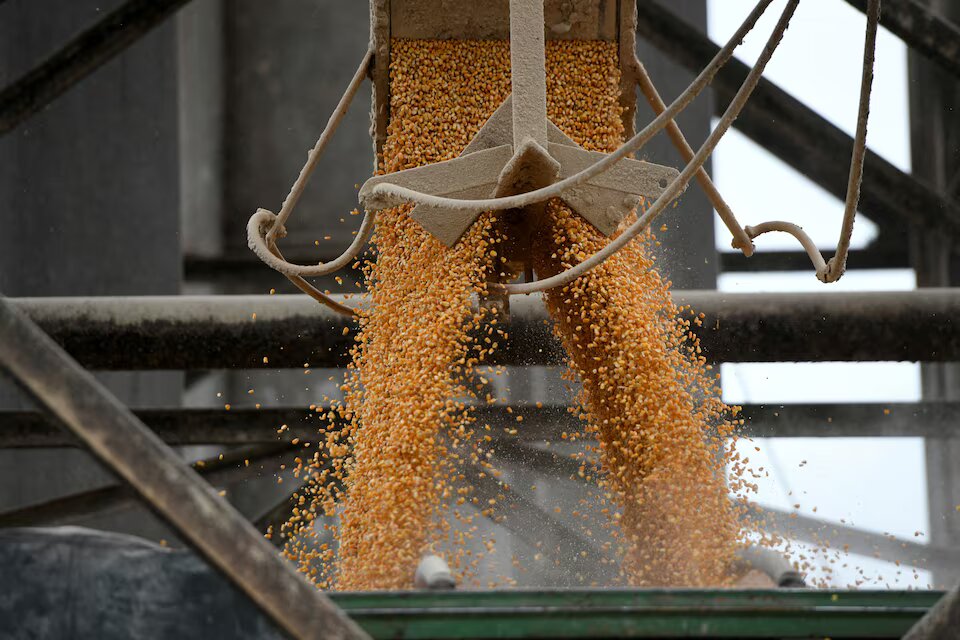 أسعار الذرة