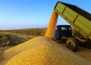 لذرة الأوكراني