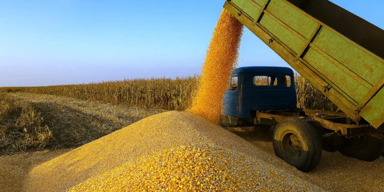 لذرة الأوكراني