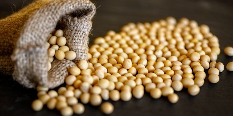 فول الصويا