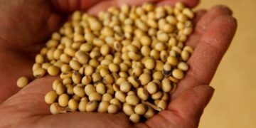 أسعار فول الصويا