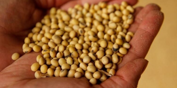 أسعار فول الصويا