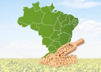 فول الصويا.