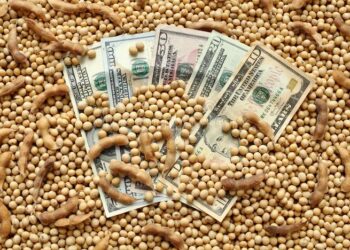 أسعار فول الصويا