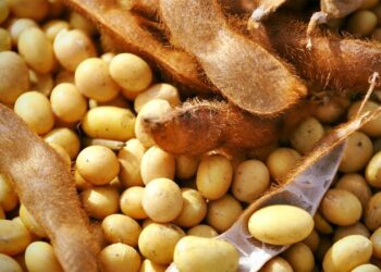 مبيعات فول الصويا