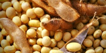 مبيعات فول الصويا