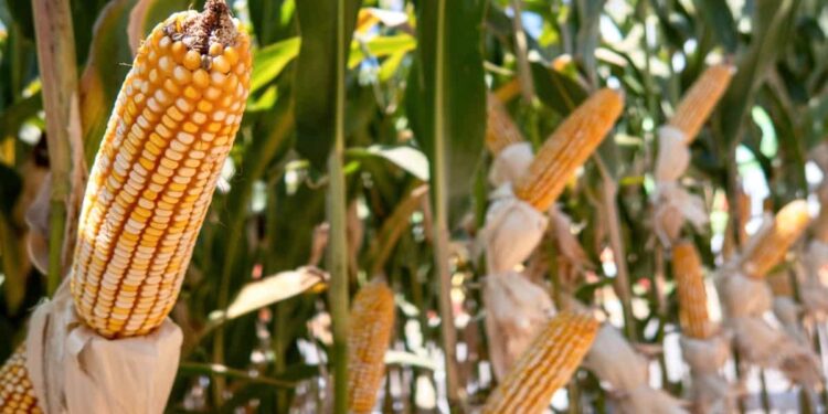 إنتاج الذرة