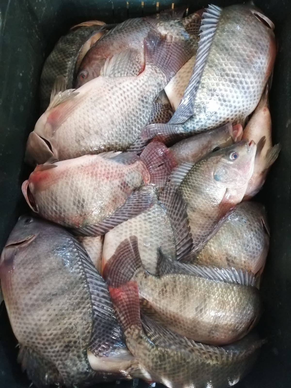 مزرعة المنزلة السمكية