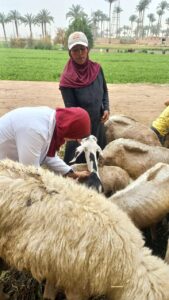 تحصينات ضد الجلد العقدي وجدري الأغنام