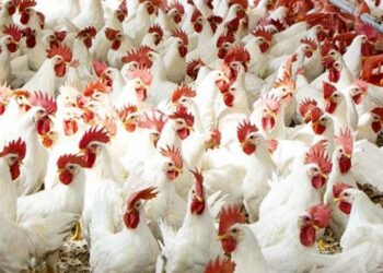 أسعار الدواجن