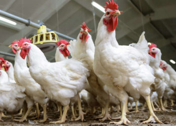 أسعار الدواجن