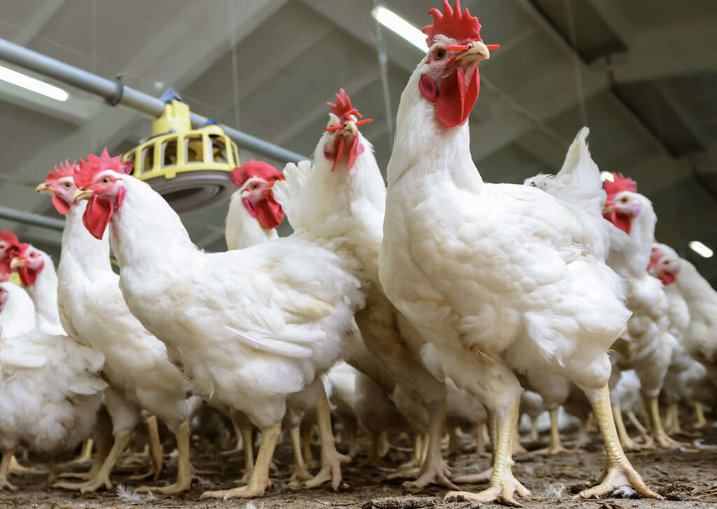 أسعار الدواجن