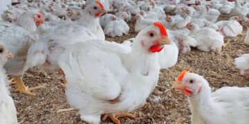 أسعار الدواجن