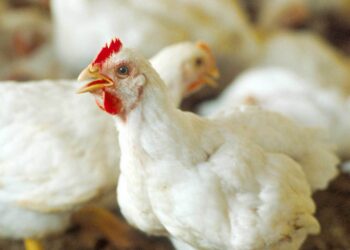 أسعار الدواجن