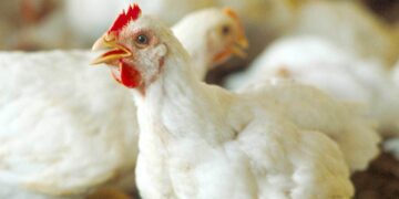 أسعار الدواجن