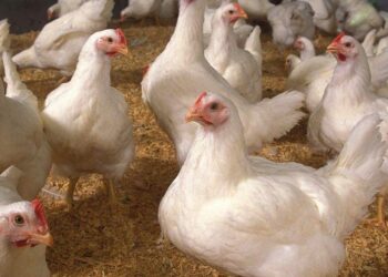 أسعار الدواجن