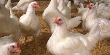 أسعار الدواجن