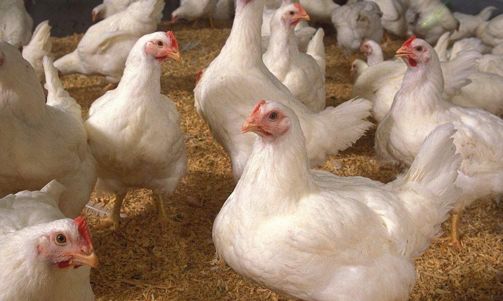 أسعار الدواجن