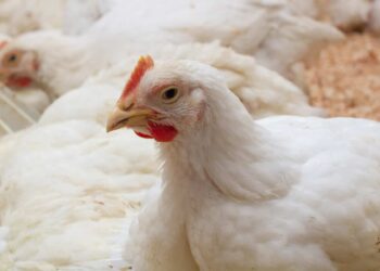 أسعار الدواجن