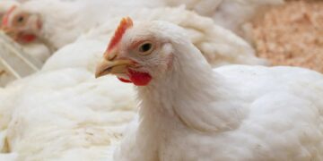 أسعار الدواجن