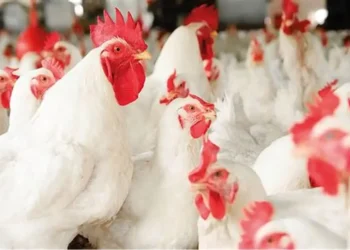 أسعار الدواجن