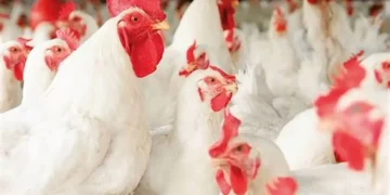 أسعار الدواجن
