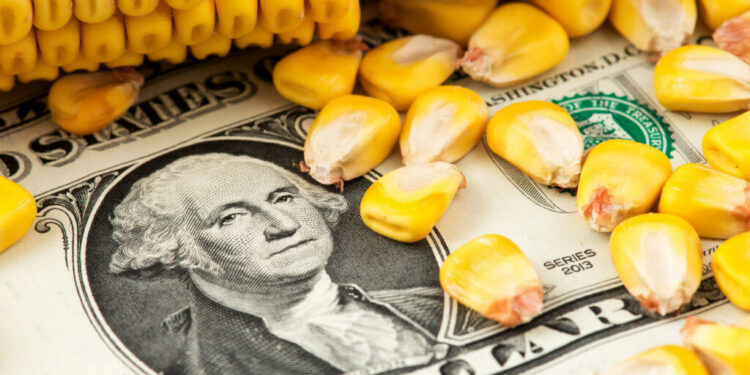 أسعار الذرة