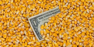 أسعار الذرة
