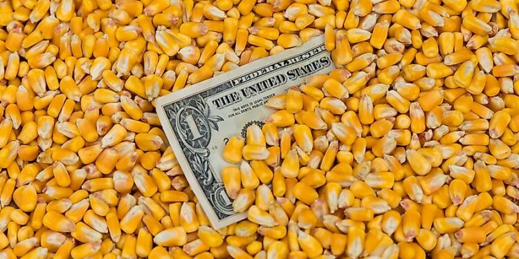 أسعار الذرة