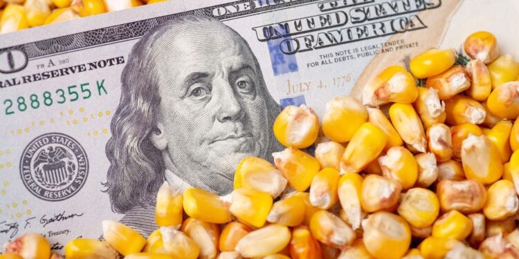 أسعار الذرة الأوكرانية